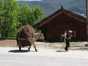 China_2009_0061