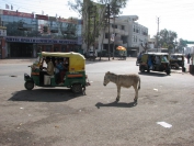 Indien_2009_0032