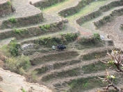 Nepal_2009_0010