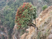Nepal_2009_0025