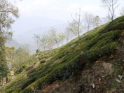 Indien_2012_Darjeeling_0033