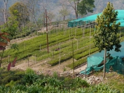 Indien_2012_Darjeeling_0067