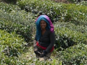 Indien_2012_Darjeeling_0076