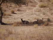 Indien_2012_Rajasthan_0081