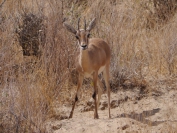 Indien_2012_Rajasthan_0082