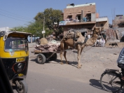 Indien_2012_Rajasthan_0102