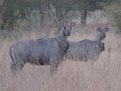 Indien_2012_Rajasthan_0136