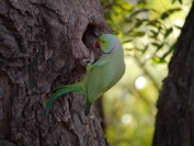 Indien_2012_Rajasthan_0152