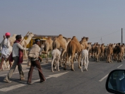 Indien_2012_Rajasthan_0258