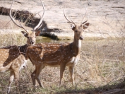 Indien_2012_Ranthambhore_0006