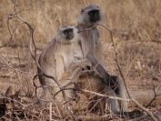 Indien_2012_Ranthambhore_0013