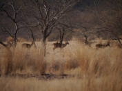 Indien_2012_Ranthambhore_0021