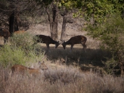 Indien_2012_Ranthambhore_0025