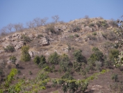 Indien_2012_Ranthambhore_0026