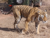 Indien_2012_Ranthambhore_0029