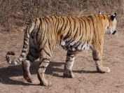 Indien_2012_Ranthambhore_0030