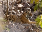 Indien_2012_Ranthambhore_0032