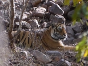 Indien_2012_Ranthambhore_0033