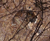 Indien_2012_Ranthambhore_0034