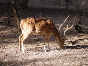 Indien_2012_Ranthambhore_0036