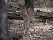 Indien_2012_Ranthambhore_0037