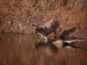 Indien_2012_Ranthambhore_0041