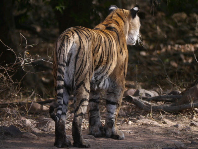 Ranthambhore - Tiger