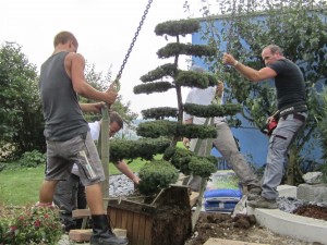 Gartenbonsai einpflanzen