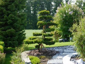 Gartenbonsai (Eibe) mit neuen Trieben