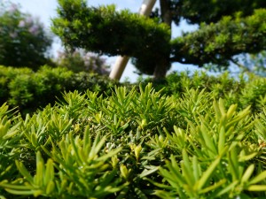 Gartenbonsai (Eibe) mit neuen Trieben