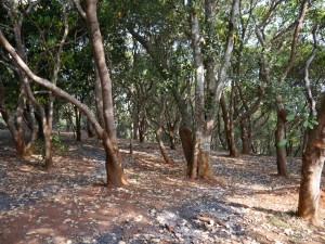 Banlung Dschungel-Trekking: Cashewbäume