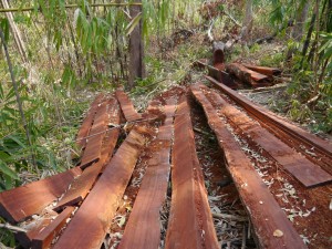 Banlung Dschungel-Trekking: Holzschlag