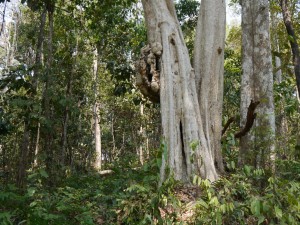 Banlung Dschungel-Trekking