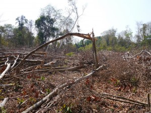 Banlung Dschungel-Trekking: grossflächiger Holzschlag