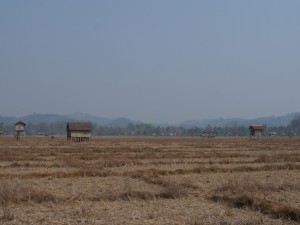 Banlung: Taphuandorf Kachon, Reisfelder