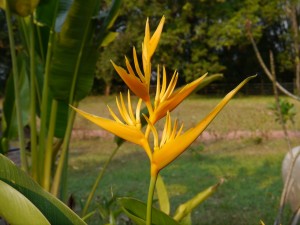 Kratie: Koh Trong Blume im Hotel