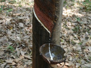 Kratie - Kampong Thom: Kautschukplantage