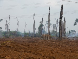 Battambang - Koh Kong: Unterwegs, gerodetes Gebiet