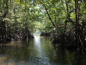 Koh Kong: Mangrovenwälder