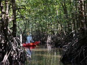 Koh Kong: Mangrovenwälder