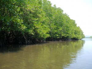 Koh Kong: Mangrovenwälder