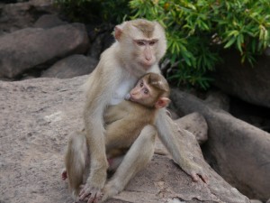 Koh Kong: Tatai Wasserfall, Affenmutter mit Baby