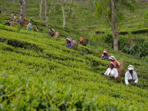 Glenburn: Teepflückerinnen bei der Arbeit