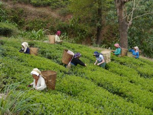 Glenburn: Teepflückerinnen bei der Arbeit mit Bea