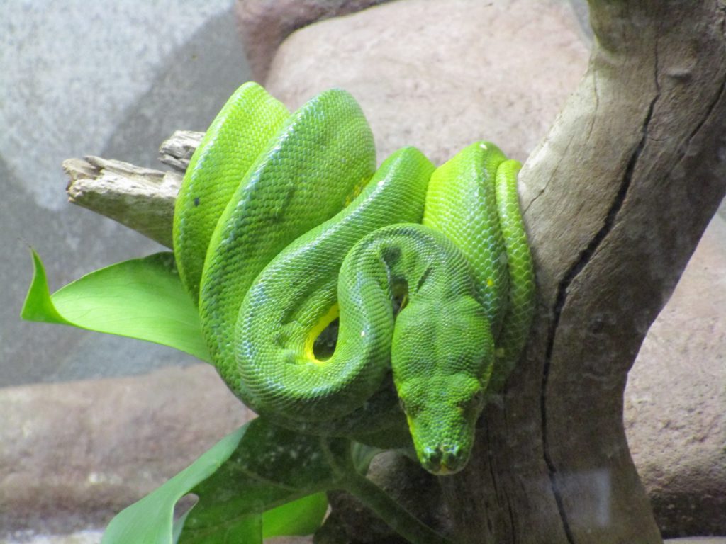 Green Python