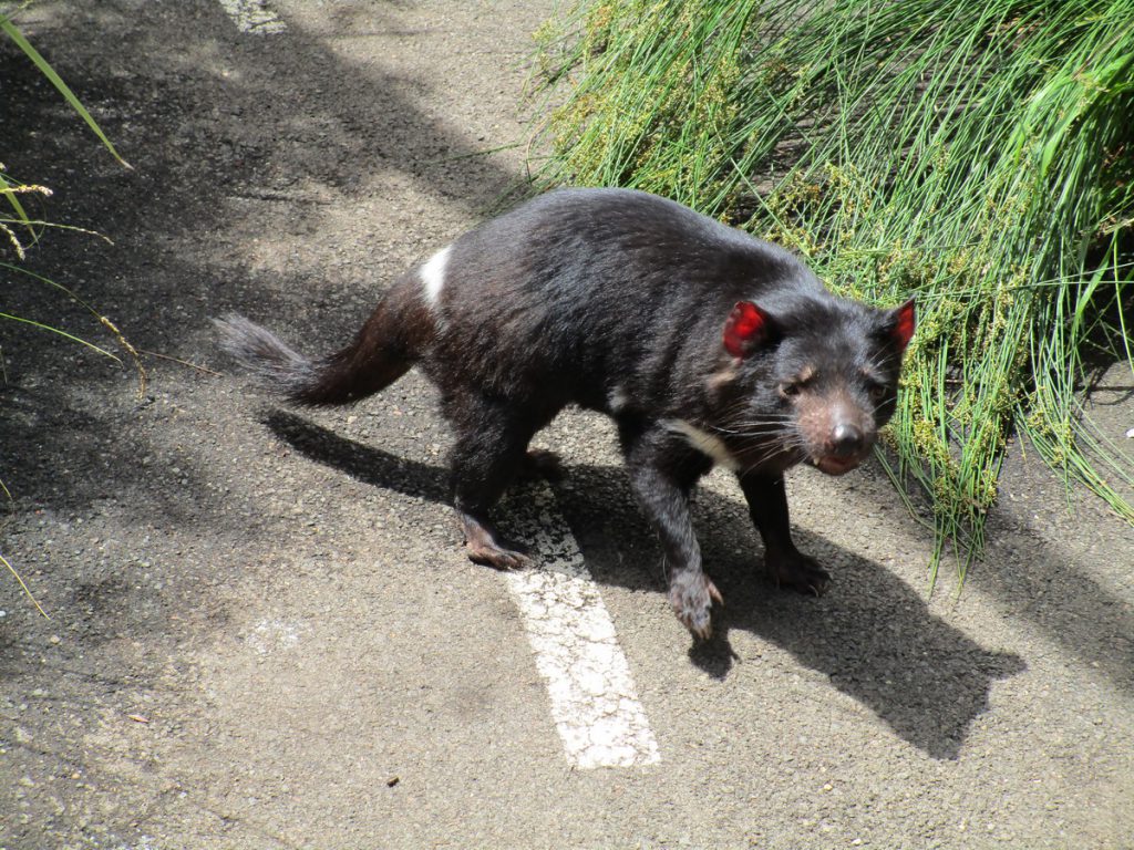 Zoo Syndey - Tasmanischer Teufel