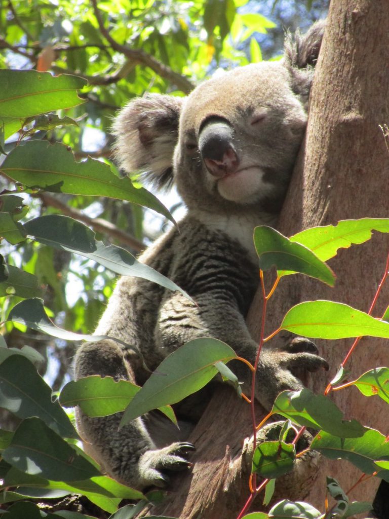 Zoo Syndey - Koala