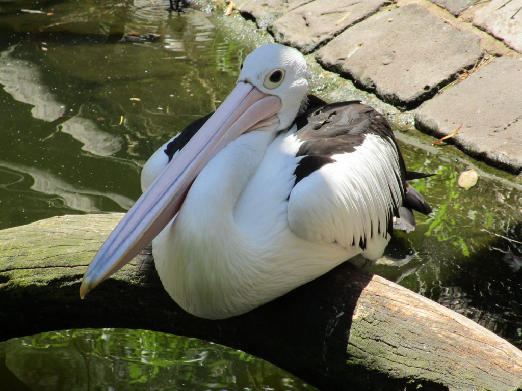 Zoo Syndey - Pelikan