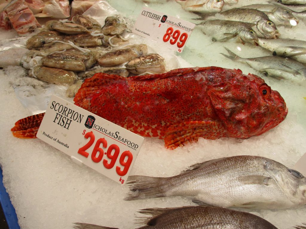 Sydney - Fischmarkt Skorpionfisch