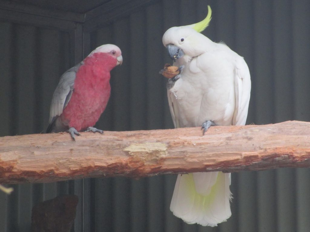 Featherdale Wildlife Park